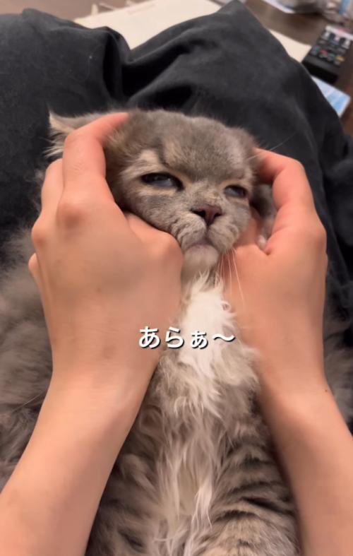 顔を伸ばされる猫
