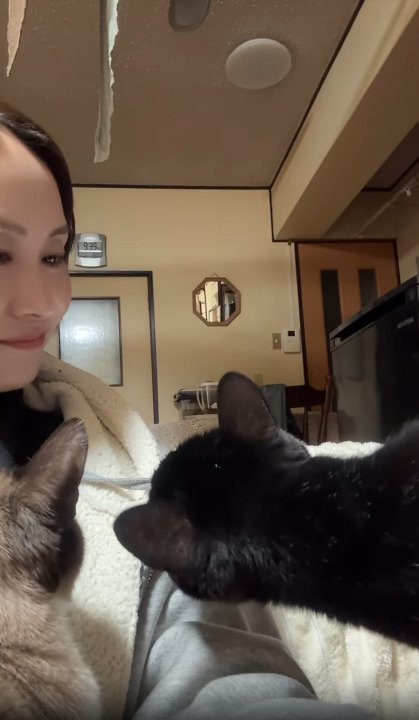 首をかしげる猫の後頭部