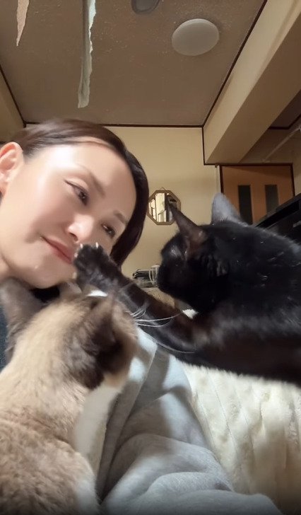 飼い主の顔に手を伸ばす猫