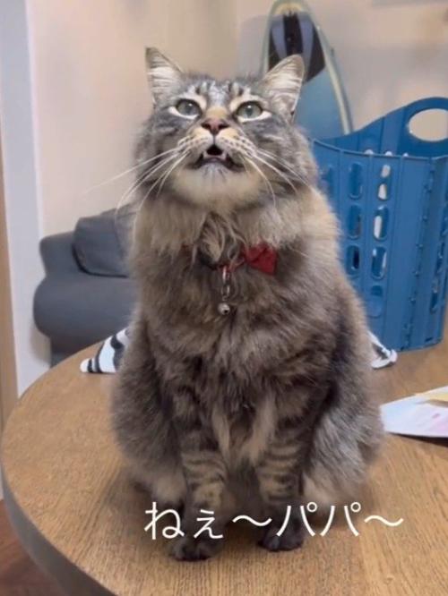 お座りして鳴く猫