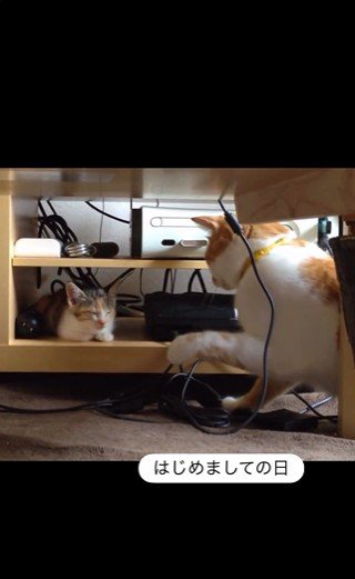 寝ている子猫とちょっかいを出している猫