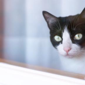 『留守番をしている猫』のために飼い主ができること4つ 家を出る前に確認したいポイントも