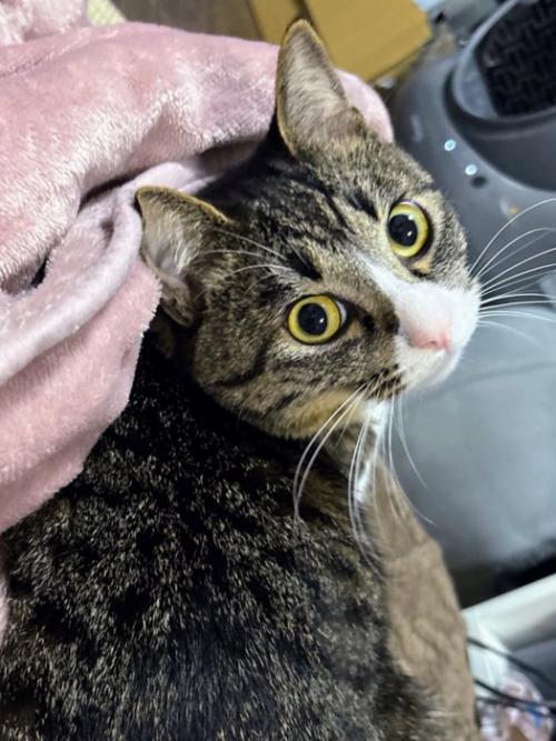 振り向いて飼い主を見上げる猫