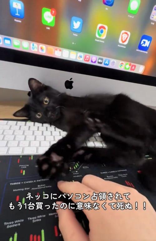 PCの隙間で遊んでいる子猫