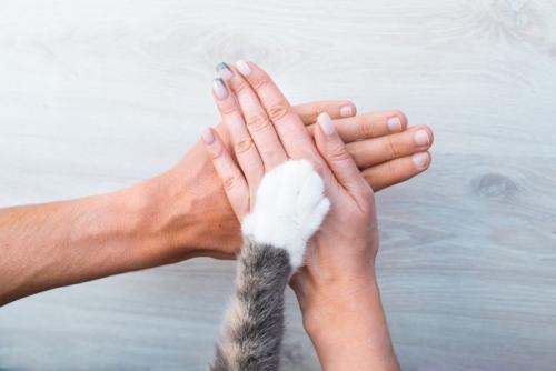 手を重ねる人と猫