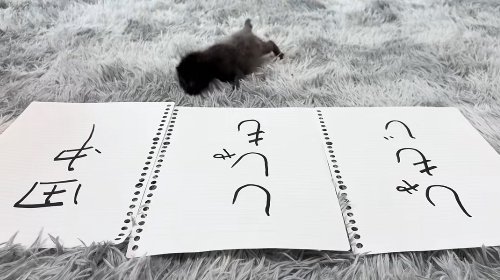 田中とししゃもの中間に向かって歩いている子猫