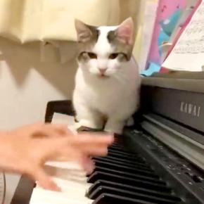 ピアノを練習する女の子→猫が鍵盤の上に乱入して…迷惑だけど愛おしい『妨害行為』が61万再生「猫が踏んじゃった」「猫に優しい娘さん」