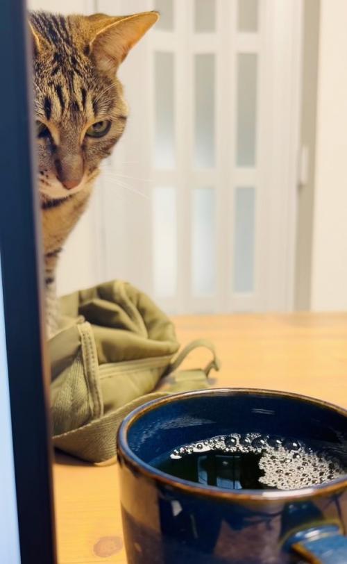 ママさんの麦茶を見つめるキジトラ猫