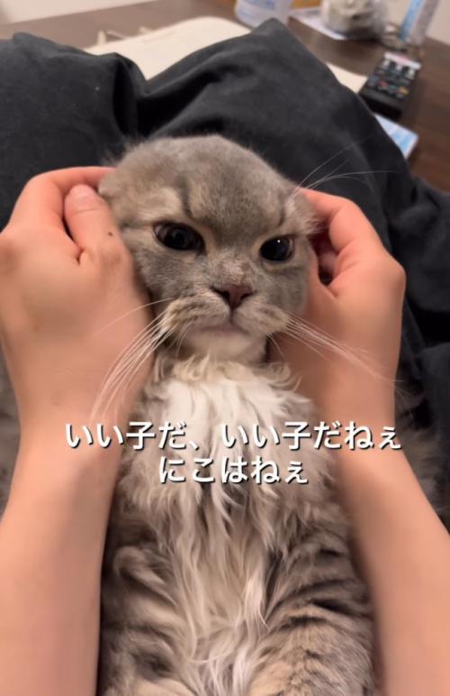 慰められる猫