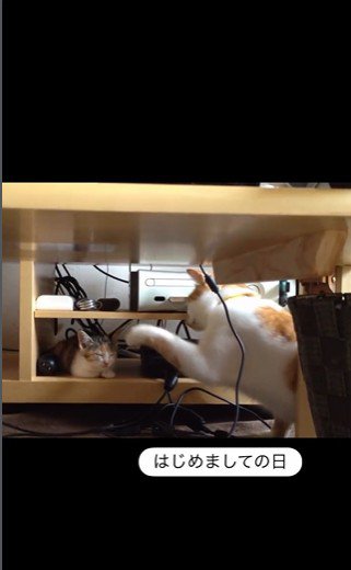 寝ている子猫とちょっかいを出している猫