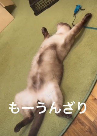 うんざりした猫