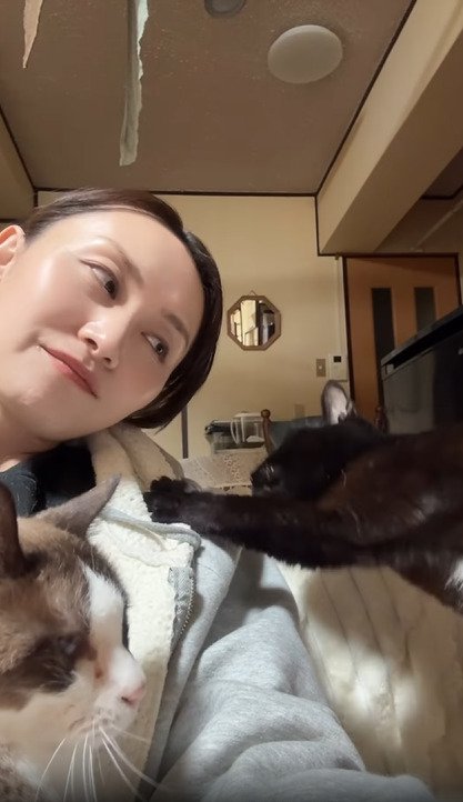手を伸ばす猫
