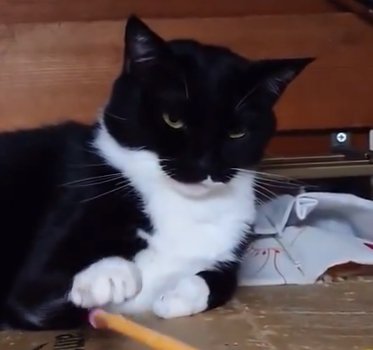 やれやれ顔の猫