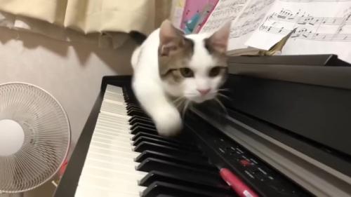 歩いてくる姿