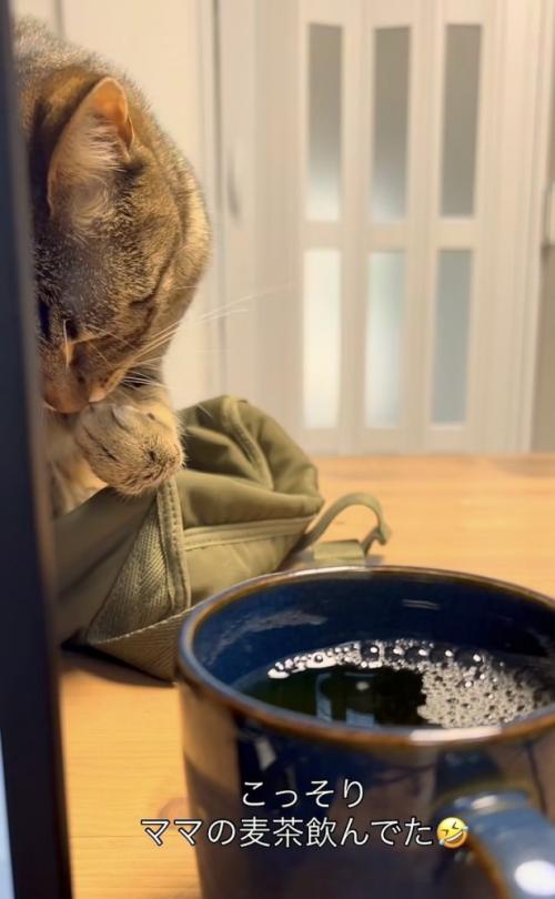 ママさんの麦茶を盗み飲みするキジトラ猫