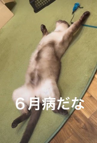 6月病を患った猫