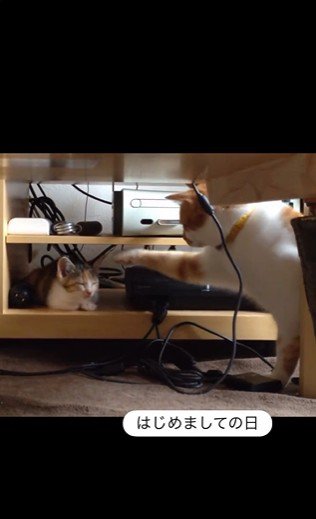 寝ている子猫とちょっかいを出している猫