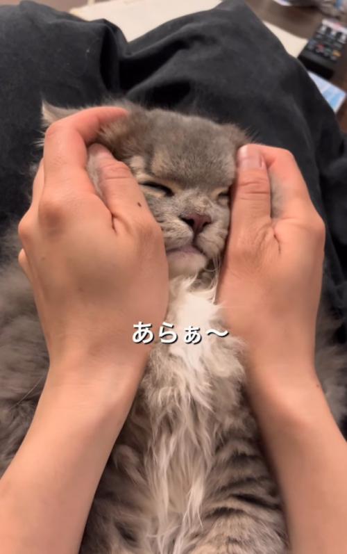 顔を包まれる猫
