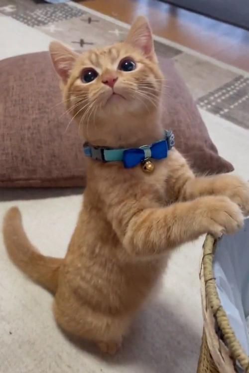 上を見る子猫