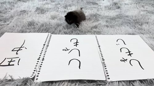 並べられた紙の後で真っ直ぐカメラの方に頭を向けている子猫(左前足を前に出している)