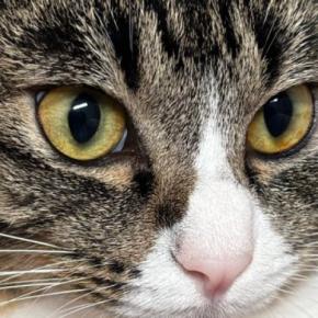 毛布に座り込む猫の『胸』を見たら…思わずモフりたくなる『綺麗すぎる形』に6万いいね「前世はきっとハト」「ナイスボディw」と話題に