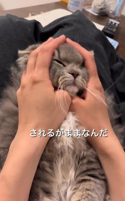 慰められる猫