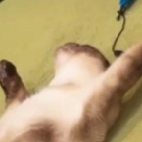 仰向けで大の字になって寝ていた元野良猫…豪快な寝姿に笑ってしまう人が続出「隣で同じ格好したいw」「伸びてて笑った」と16万再生