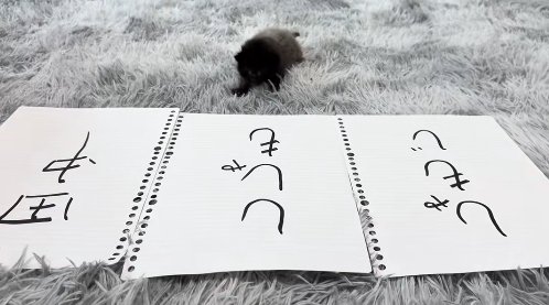 並べられた紙の後で真っ直ぐカメラの方に頭を向けている子猫(右前足を前に出している)