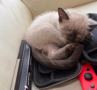 お迎え当初の猫