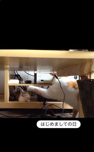 寝ている子猫とちょっかいを出している猫