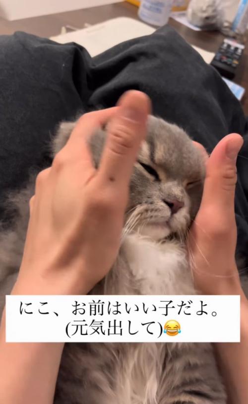 少し眠そうな猫