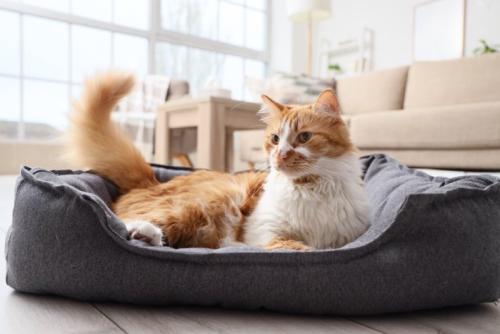 ベッドでくつろぐ猫