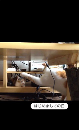 寝ている子猫とちょっかいを出している猫
