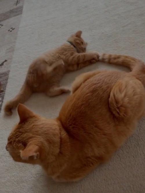 成猫のしっぽで遊ぶ子猫