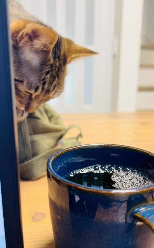 ママさんの麦茶を盗み飲みするキジトラ猫