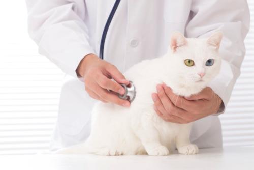 動物病院で診察を受ける白猫
