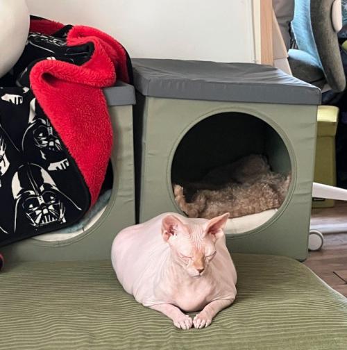 床に伏せる猫