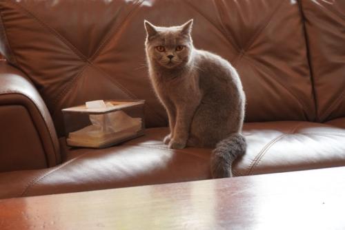 ティッシュ箱の横にたたずむ猫