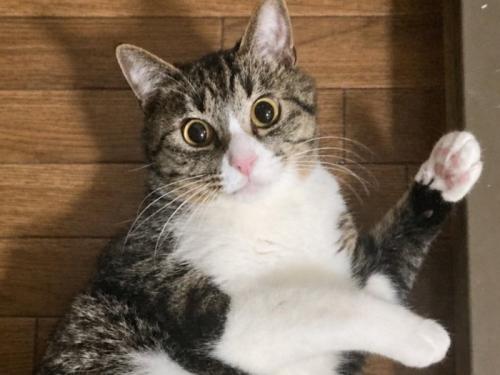 仰向けで目をキラキラさせている猫