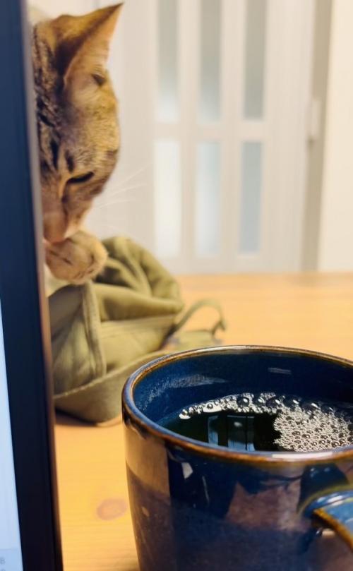 ママさんの麦茶を盗み飲みするキジトラ猫