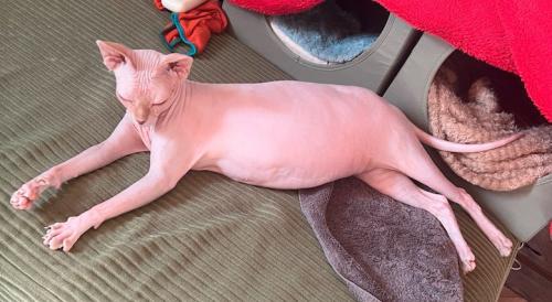 床に横たわる猫