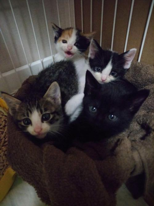 子猫たち