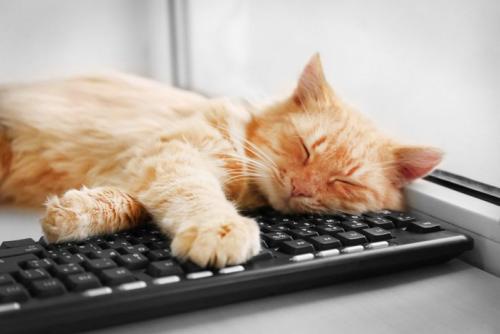 キーボードの上の猫