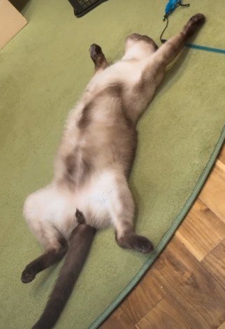 猫の開き