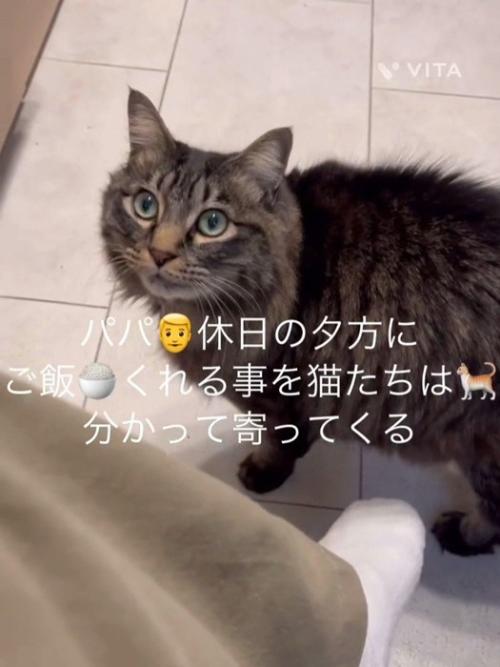 人の足元にいる猫