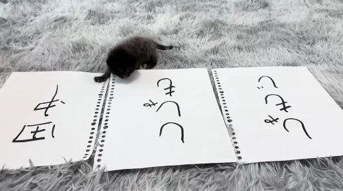 田中と書かれた紙を踏んでいる子猫