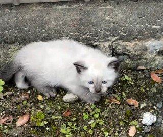 保護当時の猫