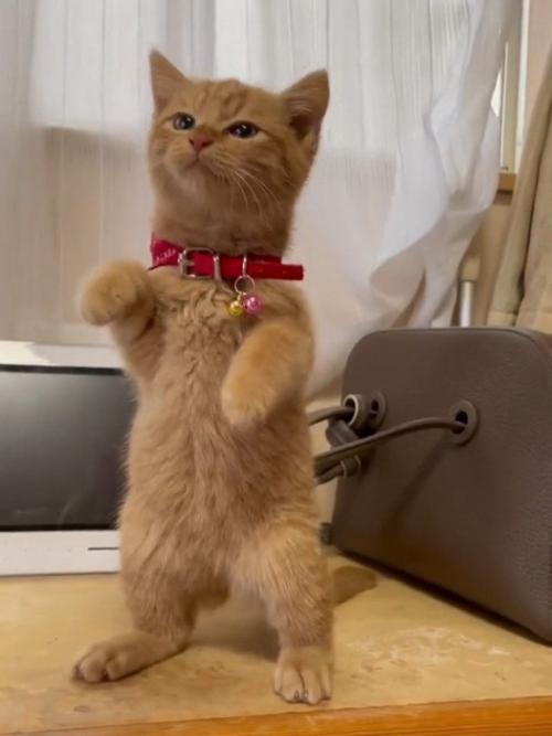 後ろ足で立ち上がる子猫