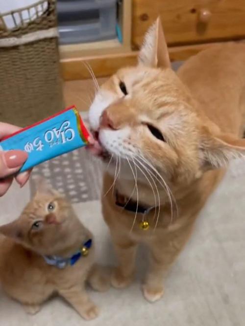 おやつを食べる成猫を見る子猫