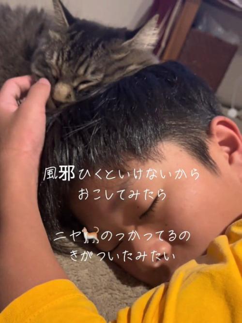 顔をなでられる猫
